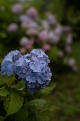 長閑な散歩道から２０７（公園の紫陽花）