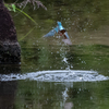 新緑に染まる水面から