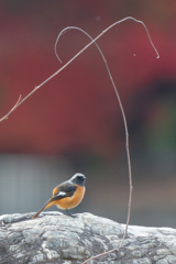 ステージに登場