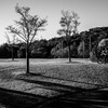 公園にて（朝の日の中で）