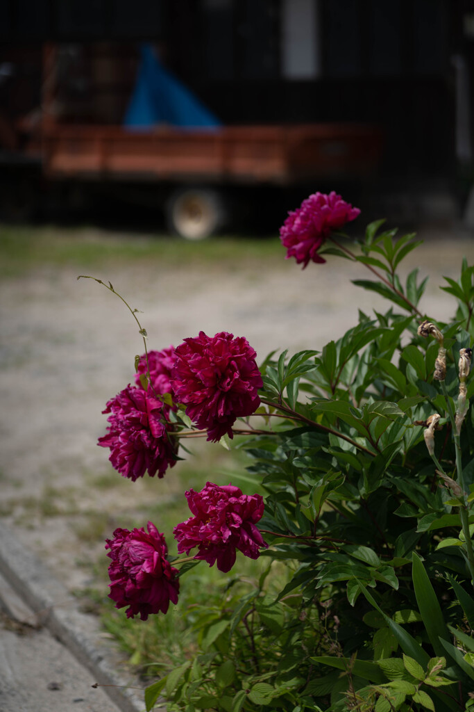 長閑な散歩道から（庭先の芍薬）