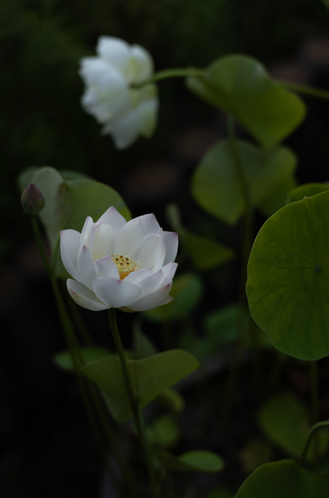 蓮の花（文化公園)