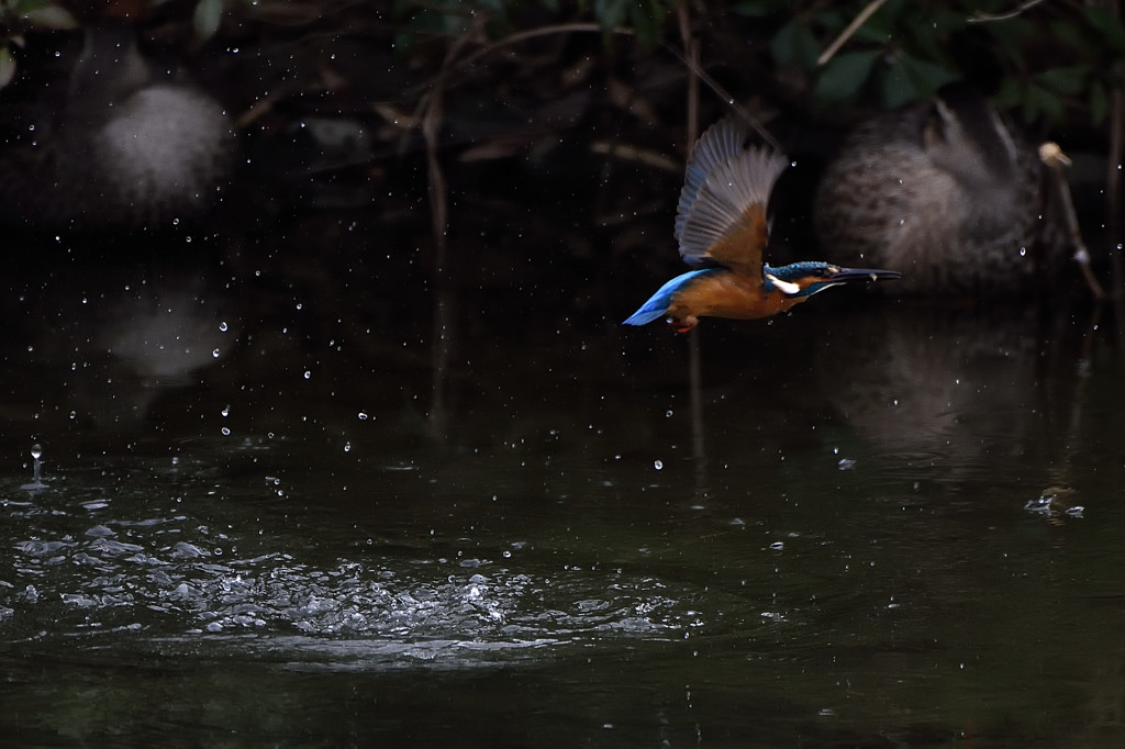カワセミ本日の飛びもの