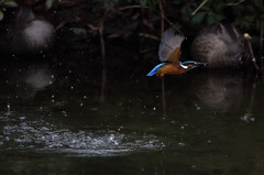 カワセミ本日の飛びもの