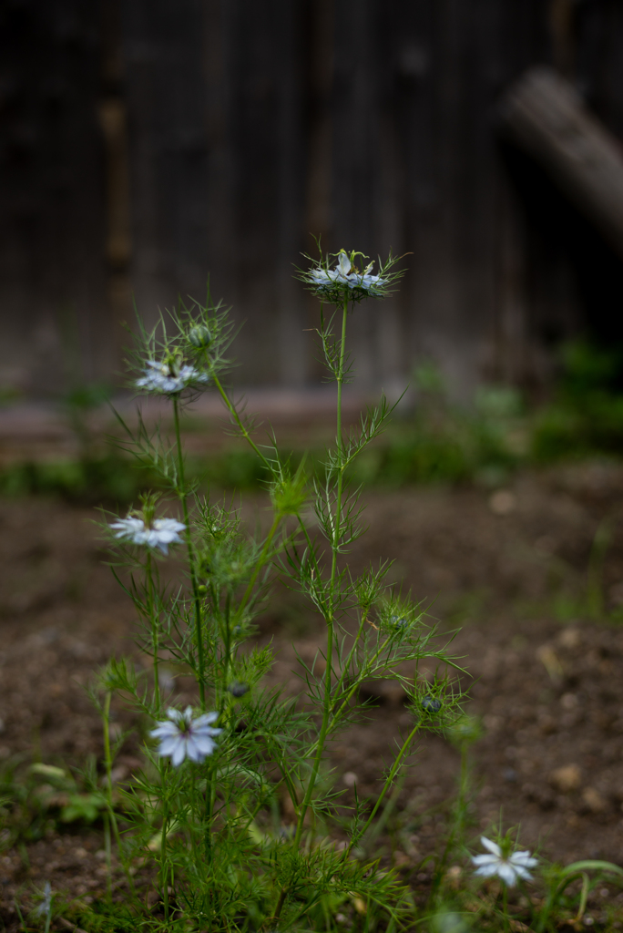 路傍の花１３