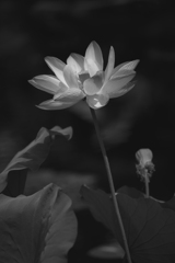 水の森（その３）