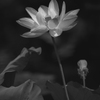 水の森（その３）