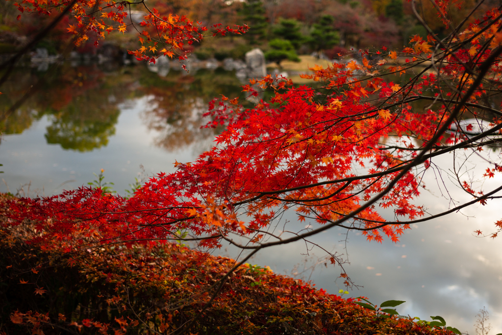 公園の紅葉