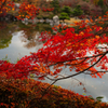 公園の紅葉