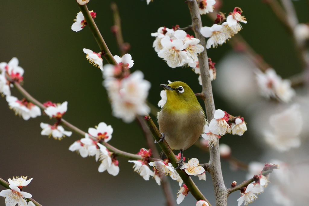 今年のウメジロー1