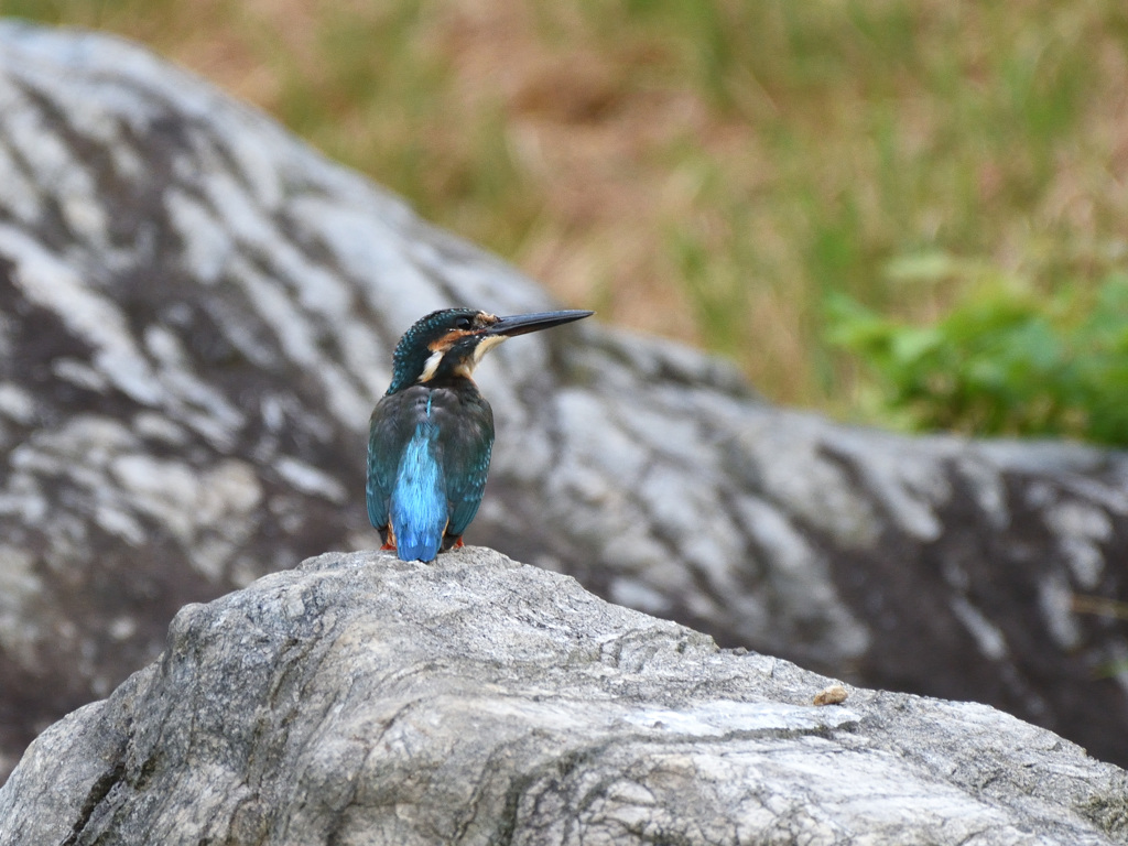 夕のカワセミ