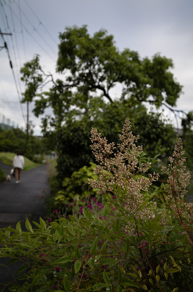 長閑な散歩道から２０４（雨上がりの散歩道）