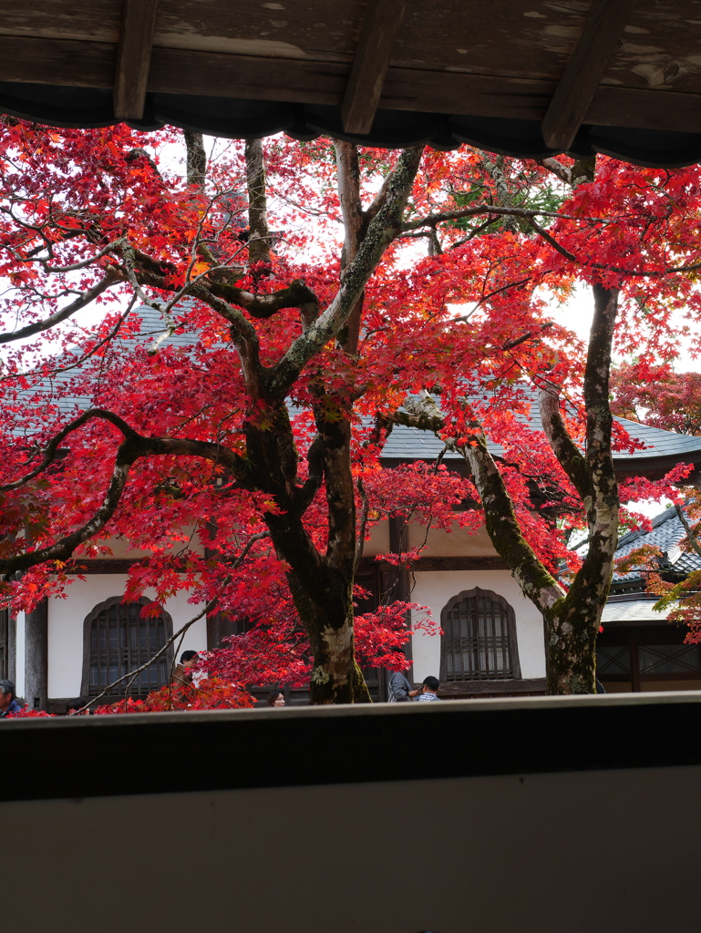 永源寺の紅葉（5）