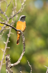 散歩中に出会えたジョビ太君