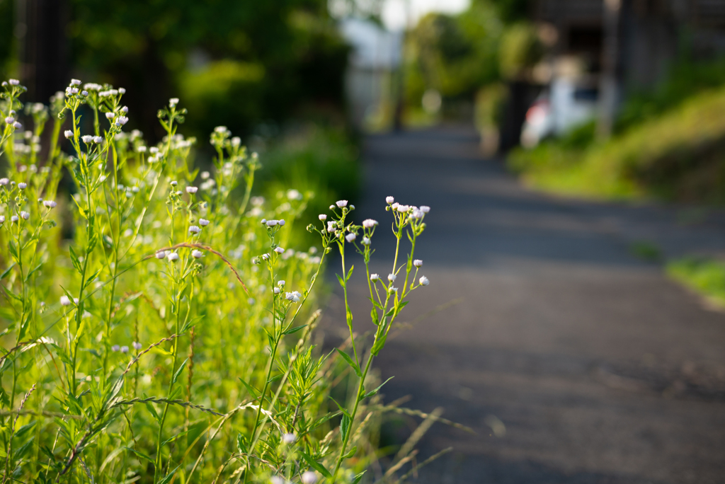 長閑な散歩道から３８(朝の光)