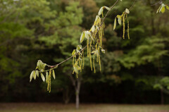 コナラの花（いつもの公園から）