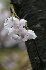 公園の桜（２）