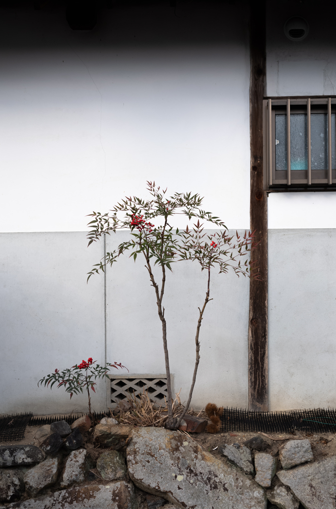 長閑な散歩道から１２２（THREE TREES）