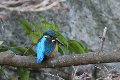 公園のカワちゃん