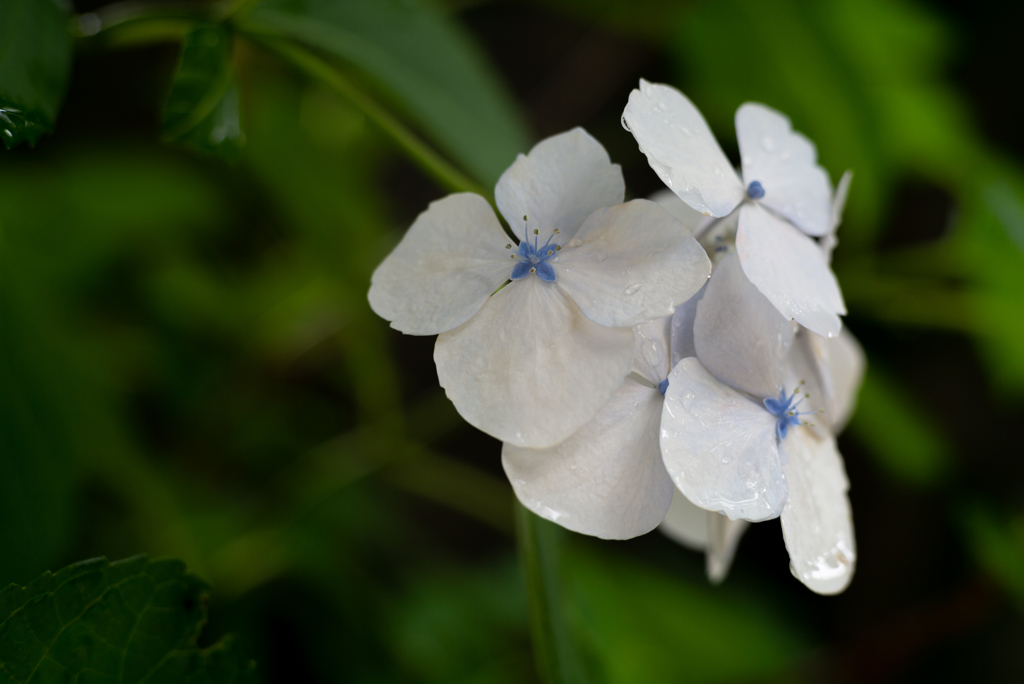 庭の紫陽花