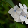 庭の紫陽花