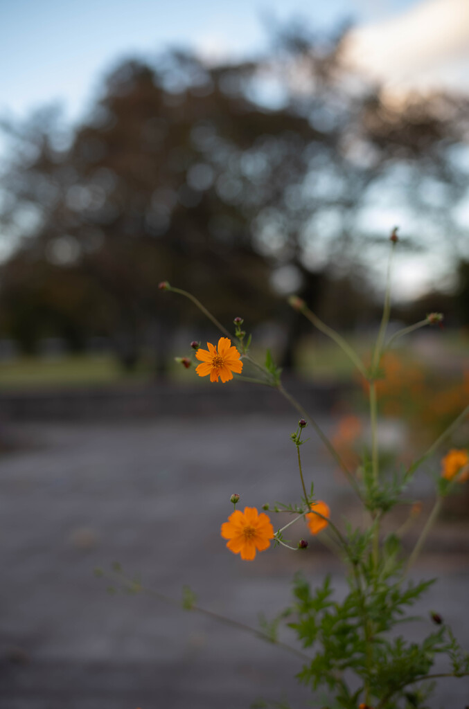 公園にて（夕暮れ）