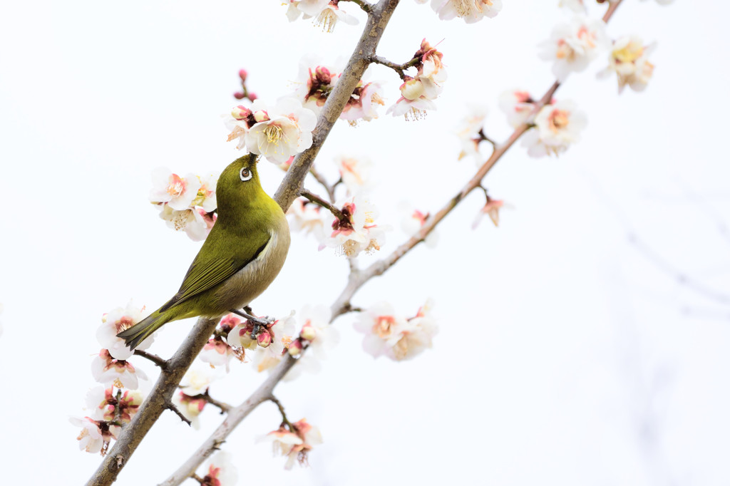ウメジロー白梅