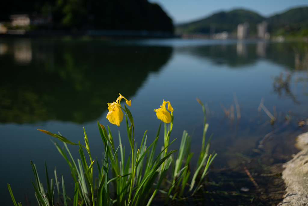 路傍の花9