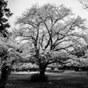 公園にて（満開）