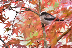 エナガの紅葉狩り