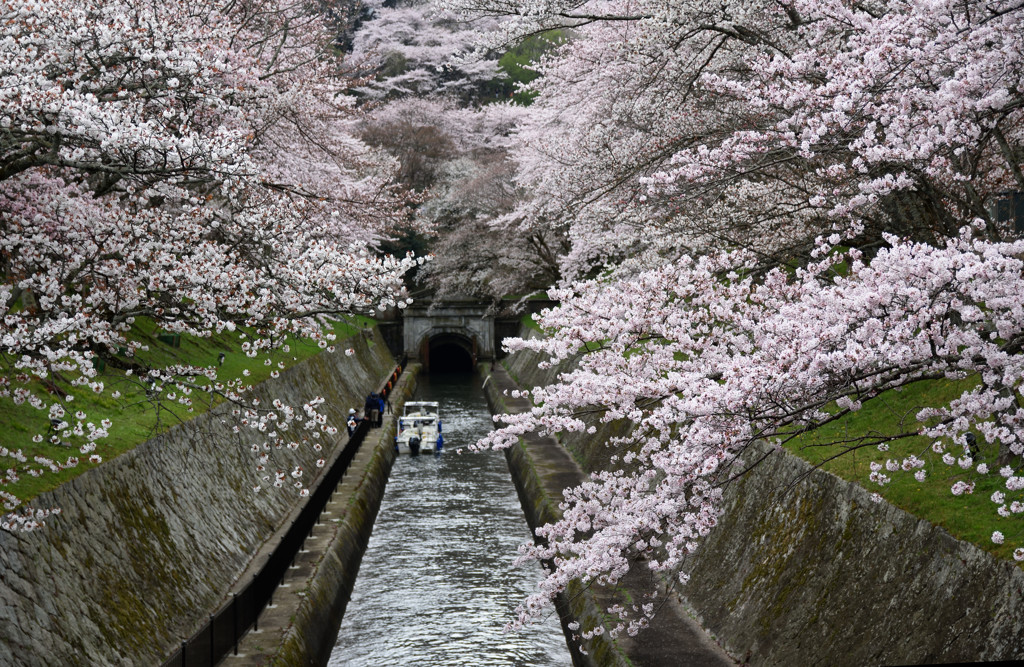 琵琶湖疏水の桜