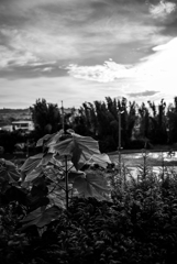 長閑な散歩道から４５（朝露）