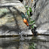 久々のカワセミ