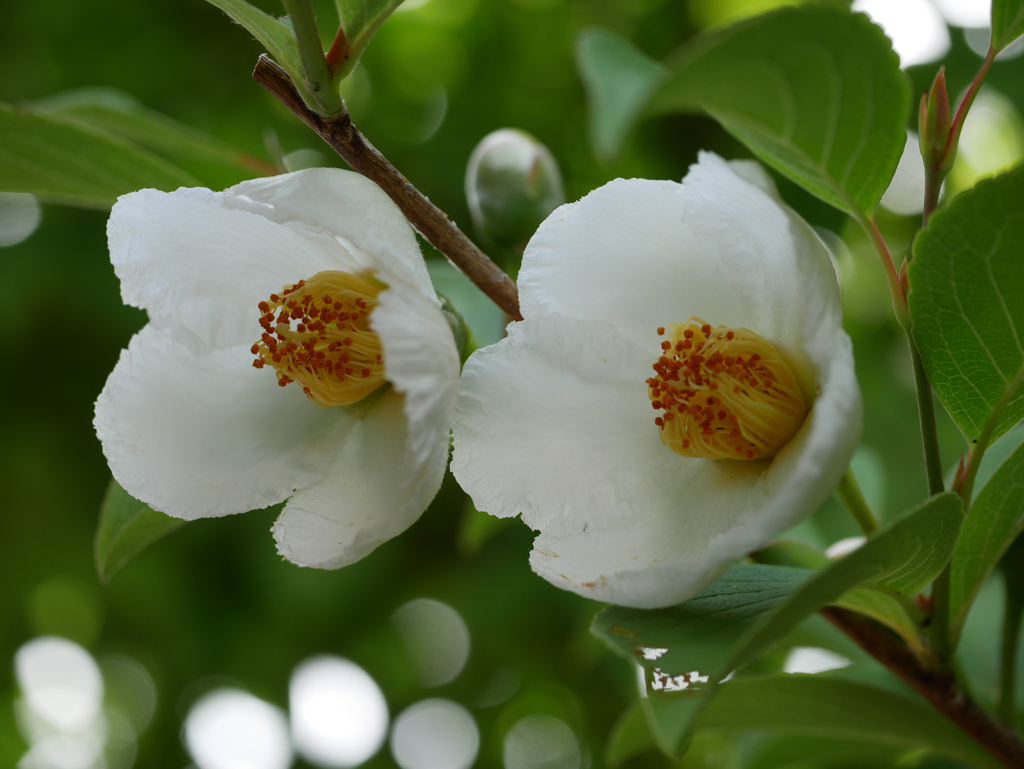 夏椿（沙羅の木)