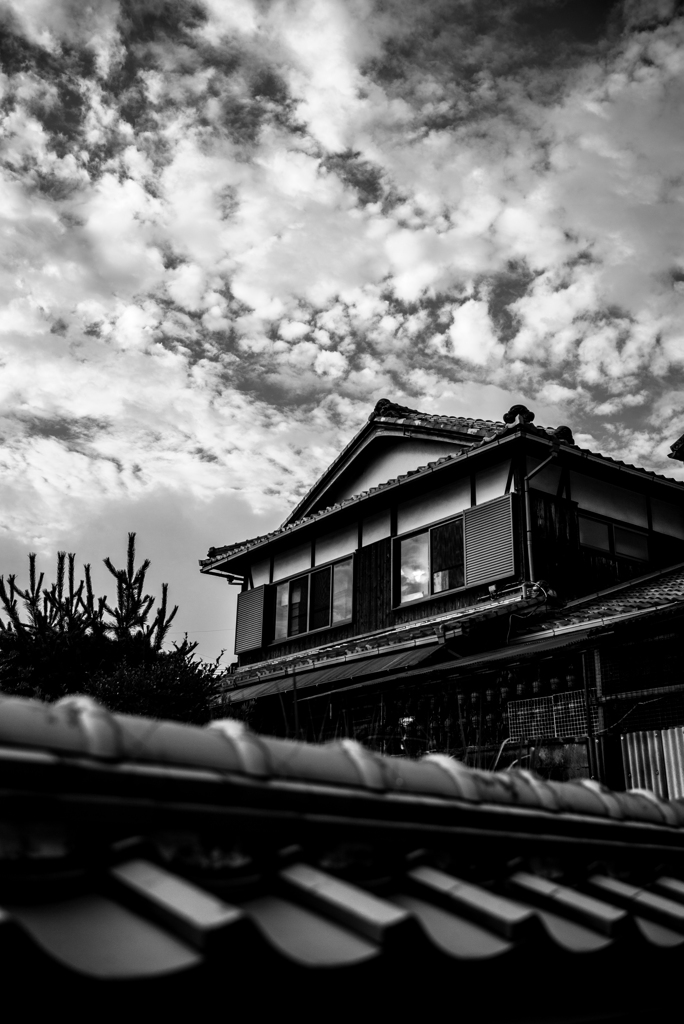 長閑な散歩道から５５（見上げる）