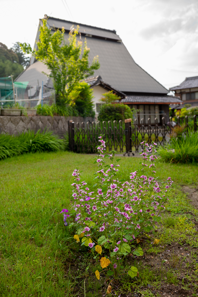 長閑な散歩道から３７（草花）