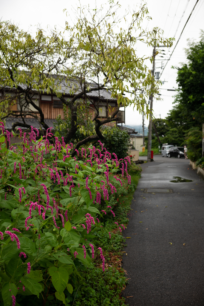 長閑な散歩道から（７３）