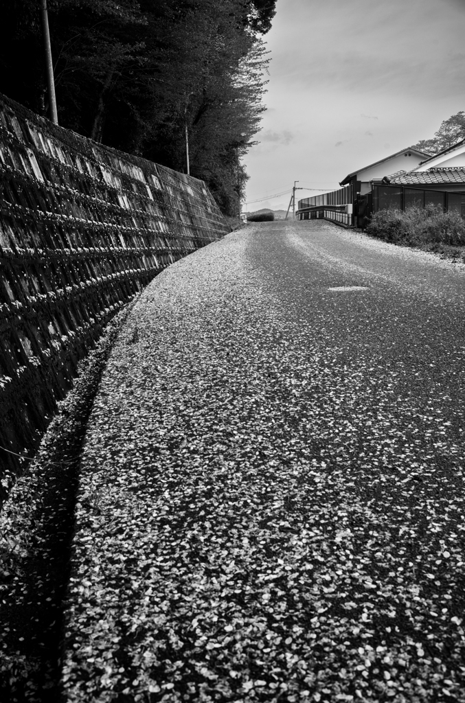 長閑な散歩道から１８３（絨毯）
