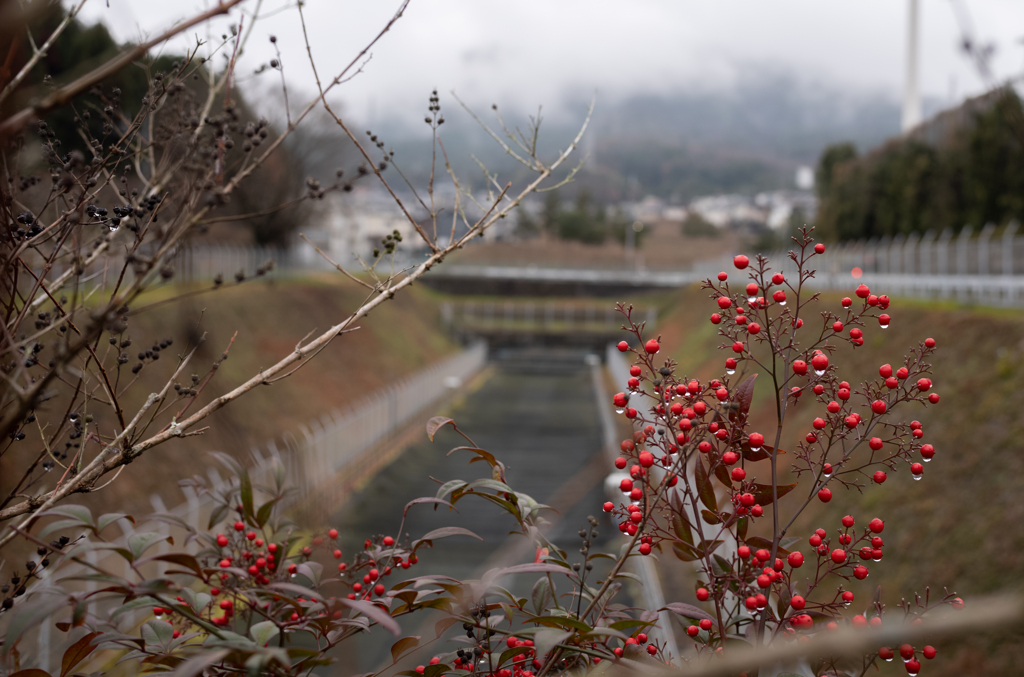 長閑な散歩道から(256)雨上がり