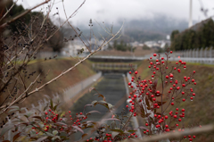 長閑な散歩道から(256)雨上がり