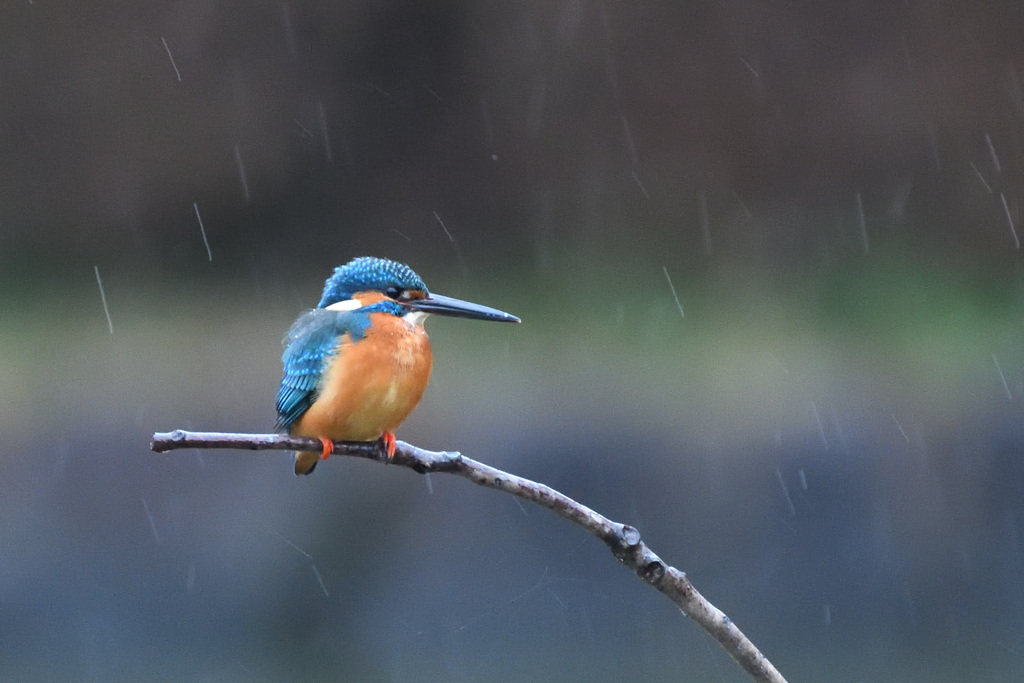 雨の日のカワちゃん(1)