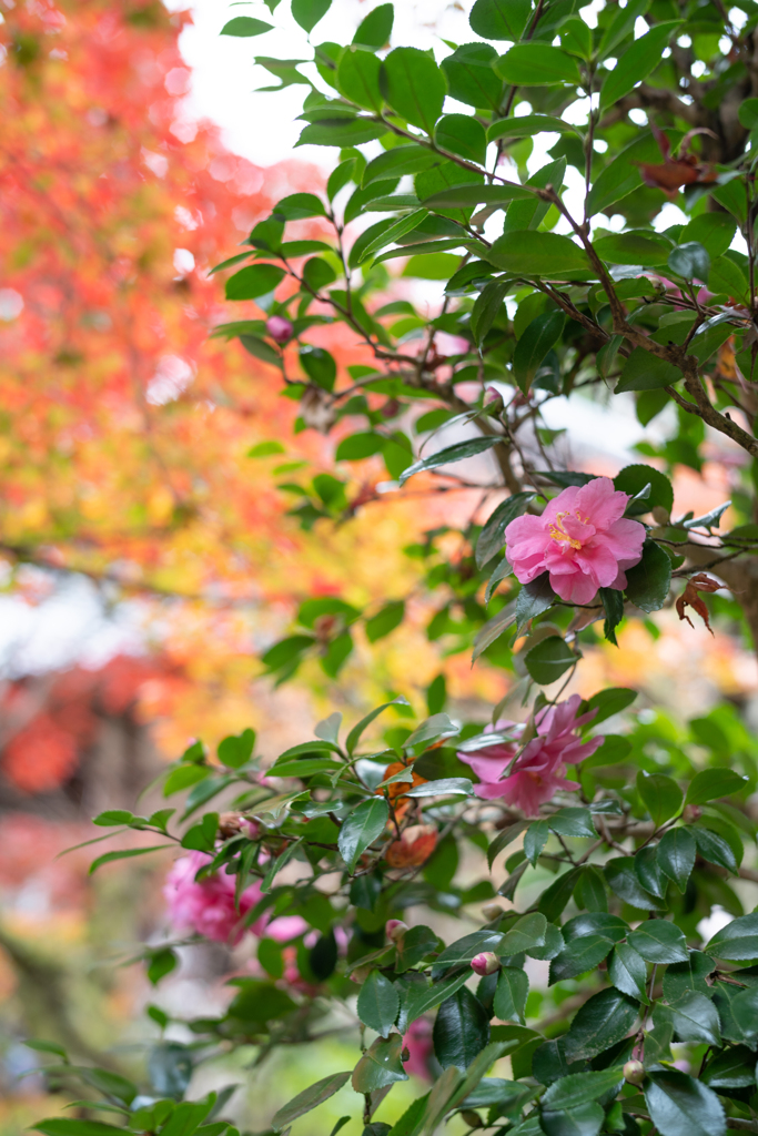 紅葉3