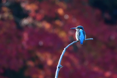 紅葉に染まる公園で2