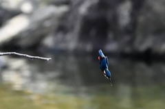 このところ飛び込みのショットがなかったのでピンアマですが。