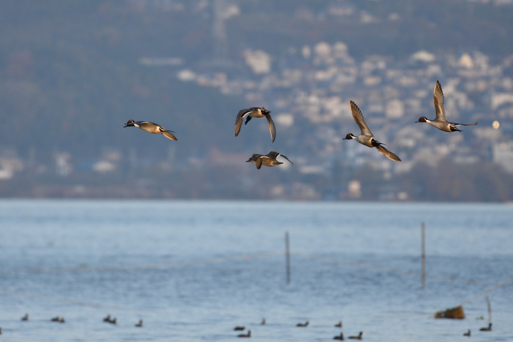 朝日のごとくさわやかに♪