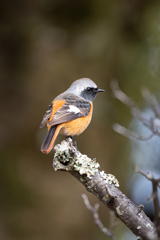 公園のジョビ太くん