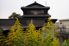 長閑な散歩道から８３