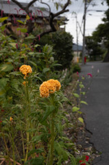 長閑な散歩道から２２９（黄色い花）