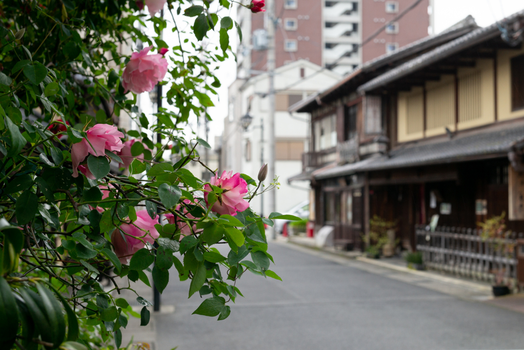 路傍の花８