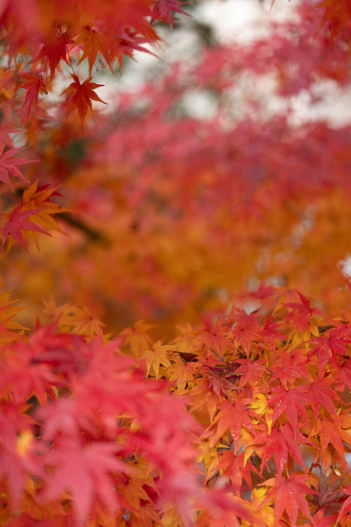 公園にて（紅葉３）